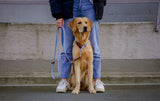 Golden Retriever mit hellblauem Leder-Biothane Hundeset